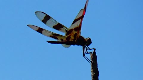 Dragonfly