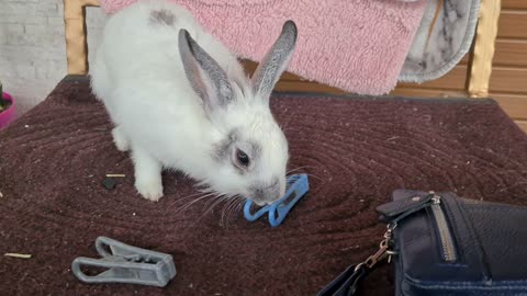 Bunny likes to keep her chair clean