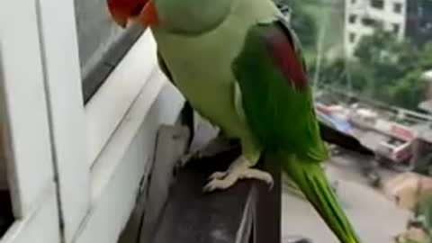 Friendly Talking parrot calling mummy