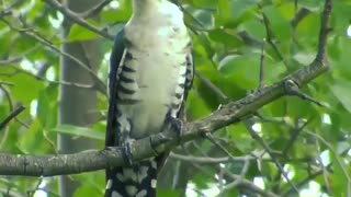 Super gorgeous birds in wild life