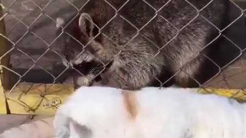 Cat Gets Tummy Scratches From Raccoon