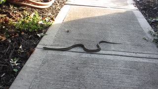 Snake on the sidewalk