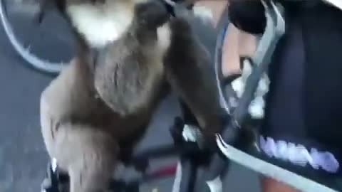 Thirsty koala approaches a drink from water bottle in Australia