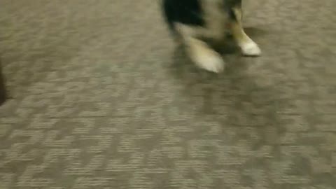 Black corgi runs up and down hotel hallway