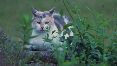 cute cat beautiful look 🐈