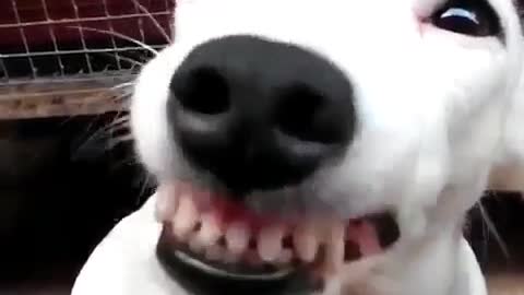 A cute and scared white dog.