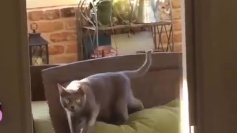 Funny and Cute Cat Videos #248