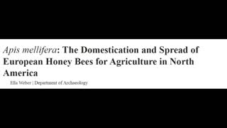 Bee Domestication
