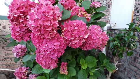 beautiful pink hydrangea