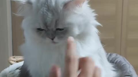 a cat angry at petting
