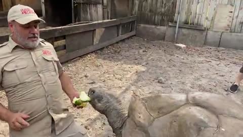 104 YEAR OLD TORTOISE 🐢