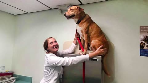 When Your Dog Finds A Safe Place At The Vet - Funniest Dog Reaction