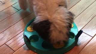 Cutest puppy solves food puzzle