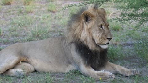 Male lion laying down while looking in to the camera at Central Kalahari Game Reserve, Botswana