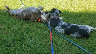 Roadie & Julep Love to wrestle