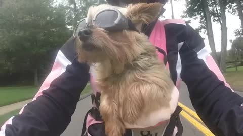 Tiny Dog In Goggles Is Too Cool For The Bike