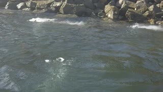 Kayakers Explore Bubbles Venting in Mission Bay Park