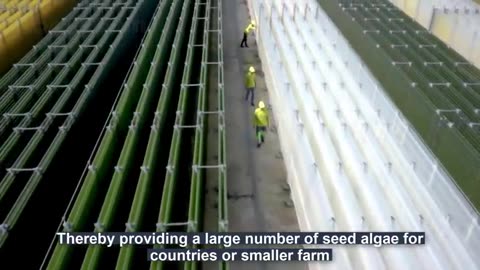 Modern Spirulina Farming Technology - Microalgae cultivation and harvest in a greenhouse