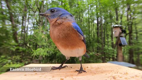 Eastern Bluebirds: Watch this before your next Bird Outing.