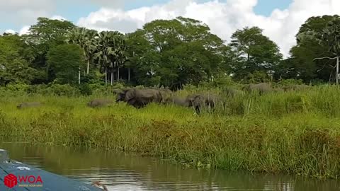Amazing Elephant Save Baby Elephant From Crocodile Hunting | Animals Hunting Fail🐊