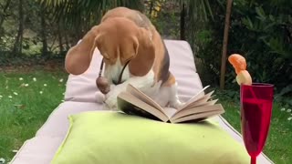 Beagle Settles in With a Good Book