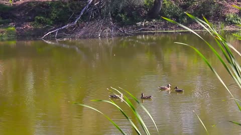 Multiple Ducks Standing on a Tree Limb in a Pond