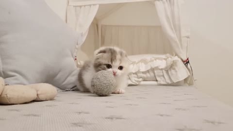 The Cutest kitten Video