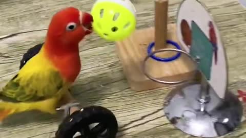 So Cute and Smart Parrots