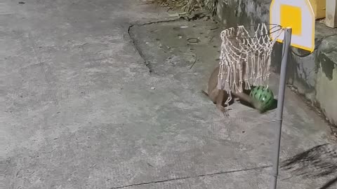 Monkey Plays Basketball With Watermelon