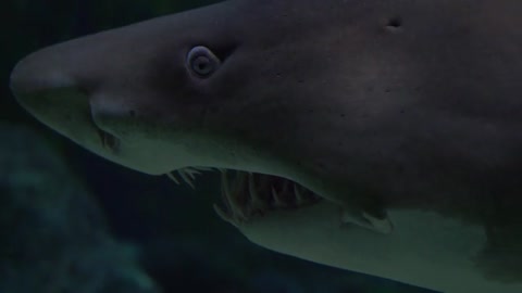 big fishes like sharks looks very aggressive
