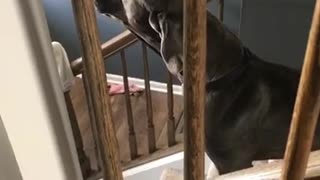 Grey dog howls on stairs