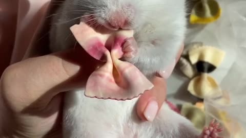 The Cutest Baby Bunny Rabbit Compilation EVER