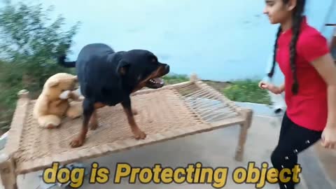 Dog showing all training skills //well trained dog# dog protection skills
