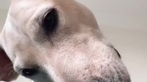 Dog Calling Owner Tiktok #Shorts #cutepets #cutedogs