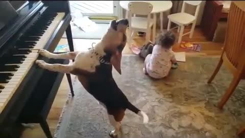 Dog playing piano and singing,dancing /viral only