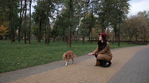 Joyful girl playing with her dog in public park