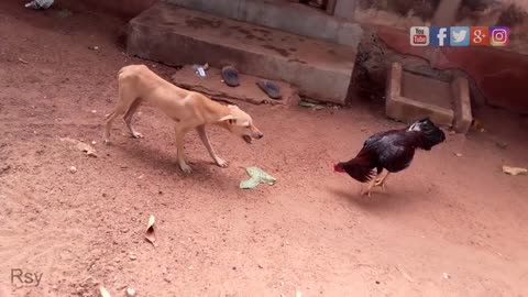 Dog vs Rooster - 001