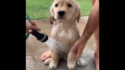 Funny baby dog dog bathing