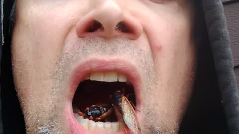 Cicada Bug Mouth