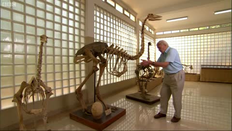 How Tall Was The Elephant Bird? Attenborough and the Giant Egg | BBC Earth