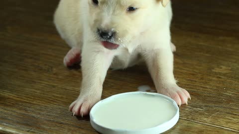 Korean Jindo a little puppy drink milk firs time