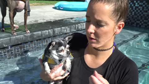 Teaching My Dogs how To Swim in the pool