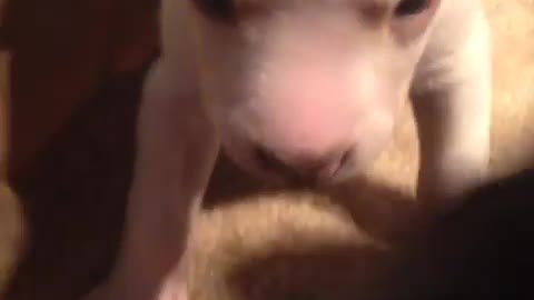 Adorable foster puppies love chewing on each other