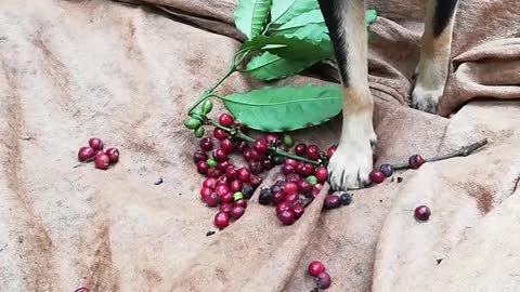 Dog Helps With Coffee Bean Harvest