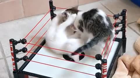 Kittens playfully fighting in Mini Ring.