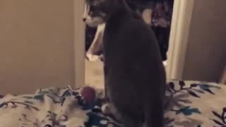 Cat fall down from Bed in Funny way