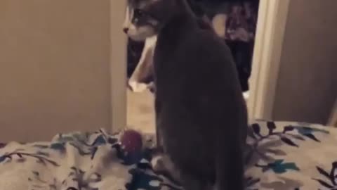 Cat fall down from Bed in Funny way