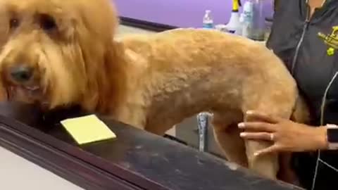 Come with me to shave my fluffy dog! #doggrooming #grooming #goldendoodle