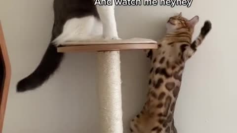 Funniest Cats 😹 - Don't try to hold back Laughter 😂 - #shorts