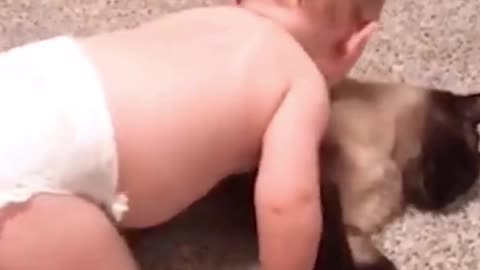 Cute Cat Not Worry When Small Baby Play With Him